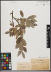 Foto von Salix stipulifera Flod. ex Häyrén